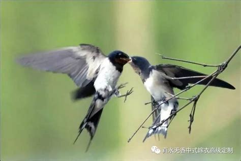 撿到燕子代表什麼|中國吉祥元素—燕子